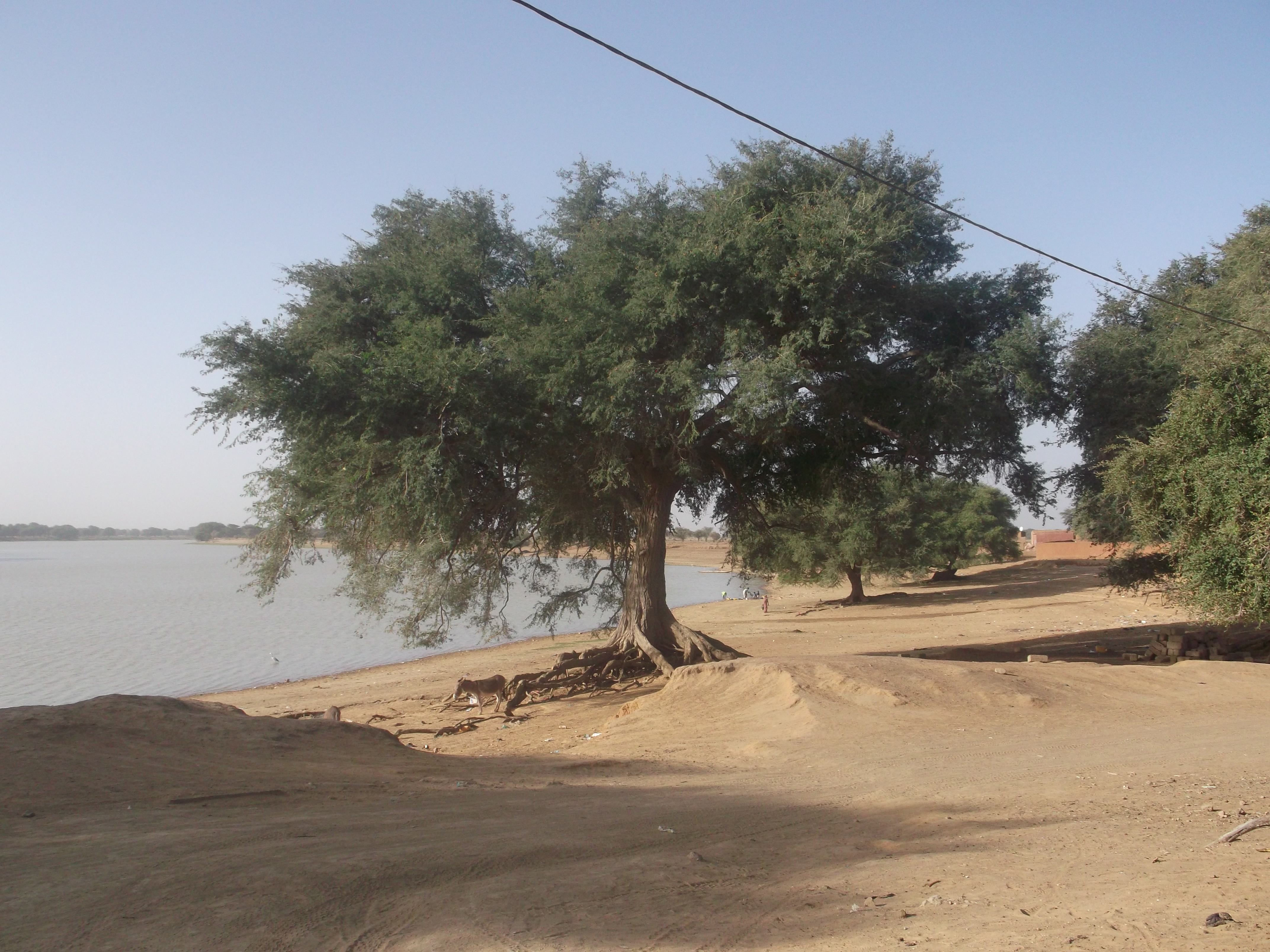 Projet de sauvegarde et de valorisation des ressources naturelles dans la commune de Dar el Barka/Brakna (MAU/SGP/OP5/Y4/CORE/LD/15/12) financÃ© par le PNUD/SGP
