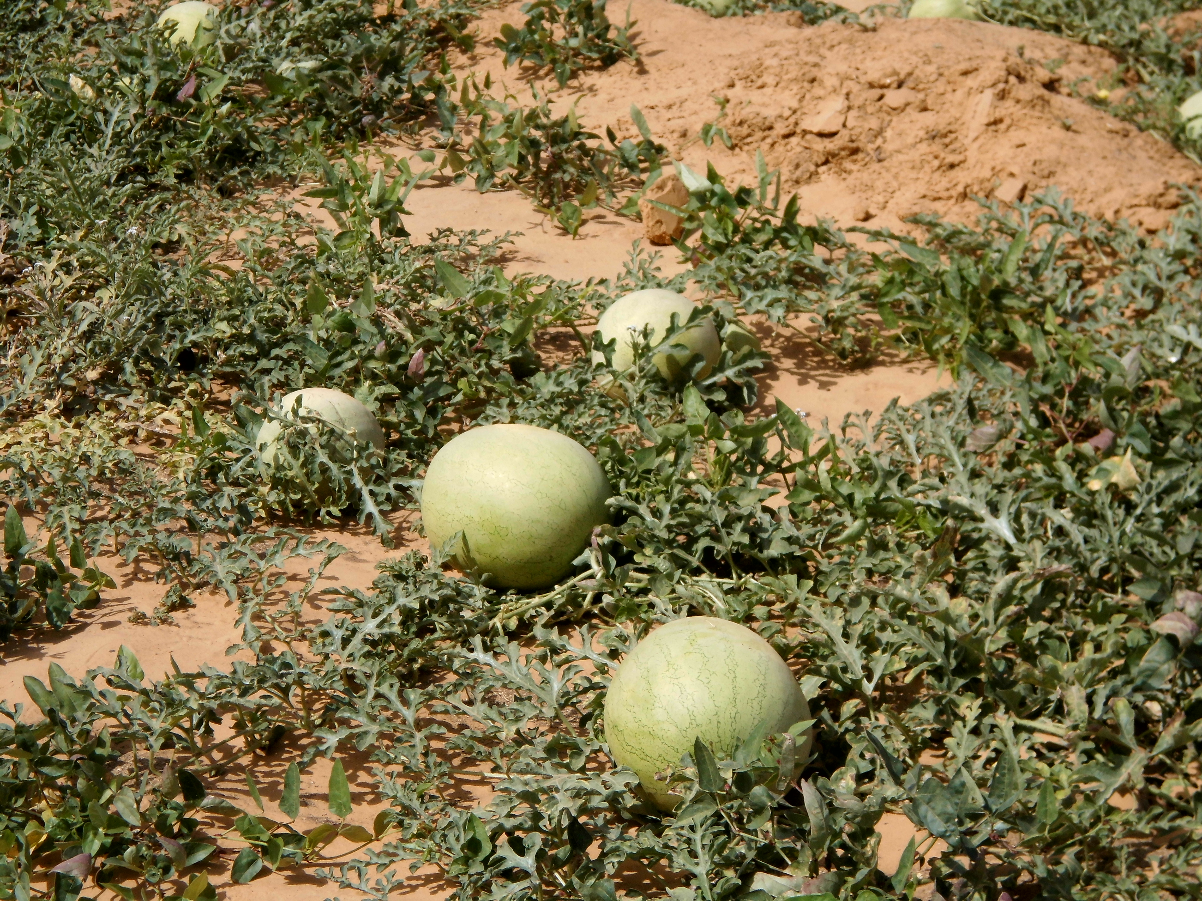 Protection de la biodiversitÃ© de la Tamourt de Gounguel, Hodh El Gharbi (MAU/SGP/OP3/06/09) financÃ© par le PNUD/SGP