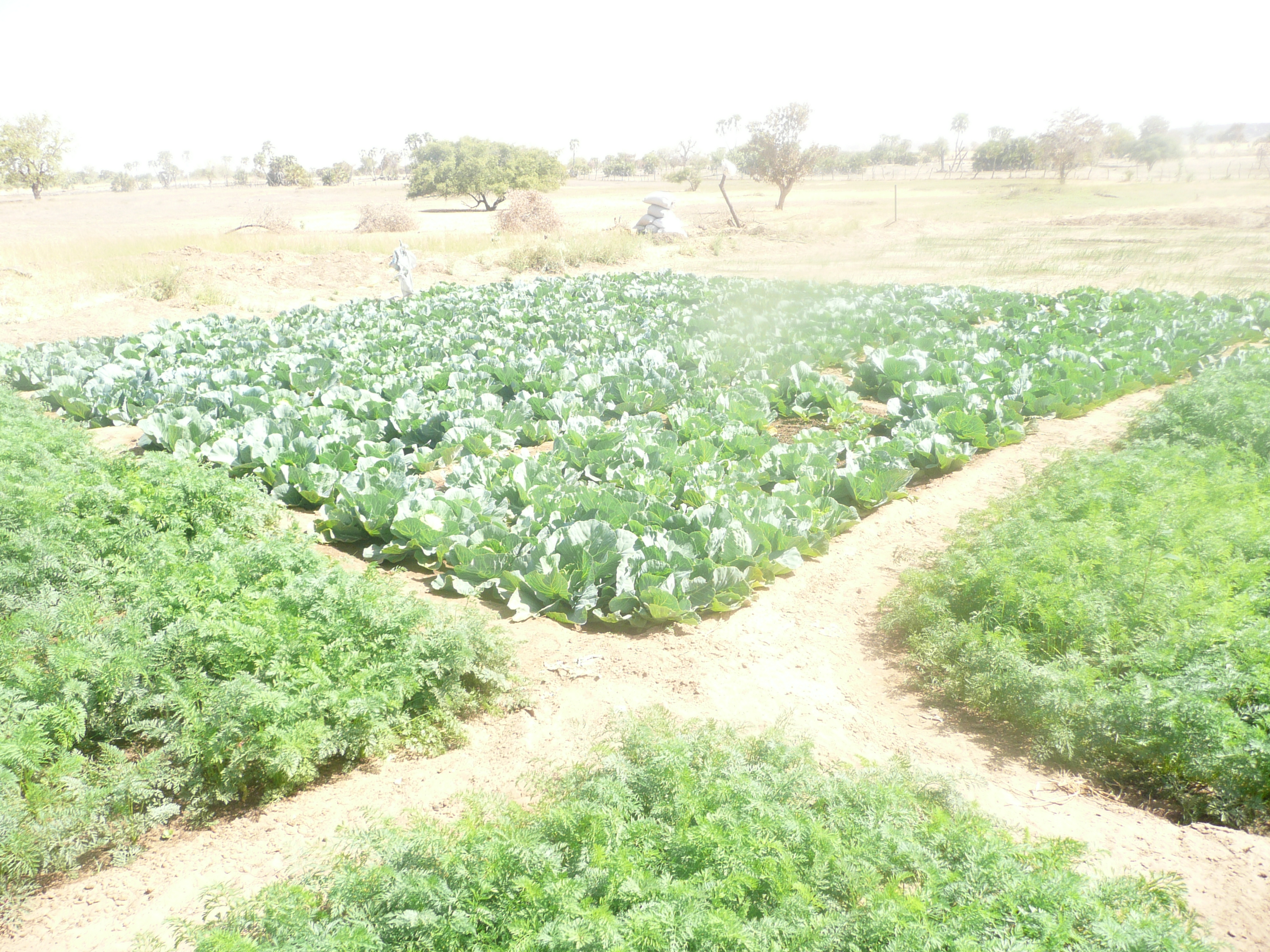 Agriculture
